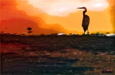 Heron at Sunset