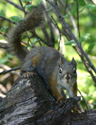 Montana Critter