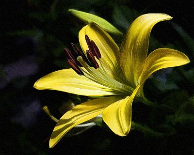 Yellow Lily