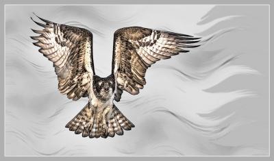 Osprey