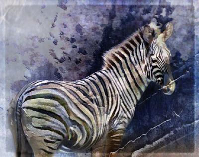 Zebra