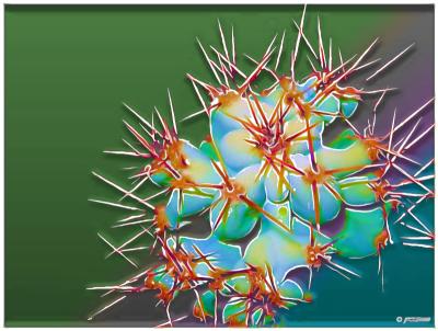 Cactus