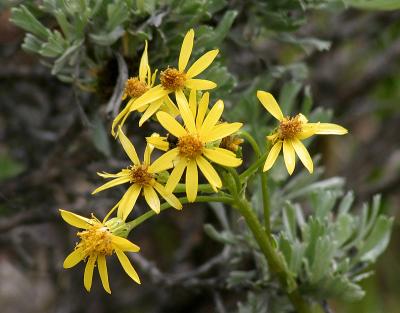 Groundsel