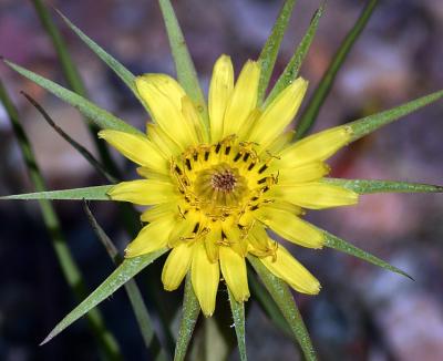 Salsify