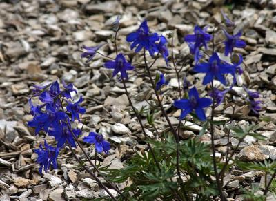 Larkspur