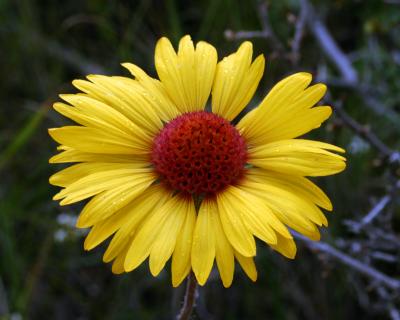 Common Sunflower