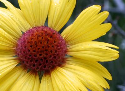 Common Sunflower