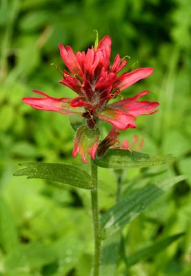 Indian Paintbrush