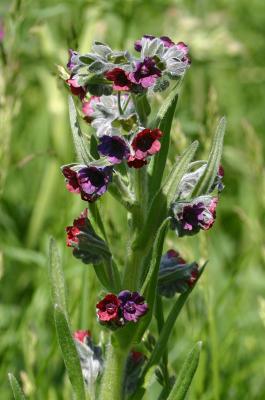 Hound's Tongue
