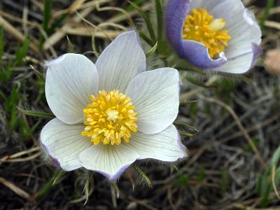 Pasque Flowers