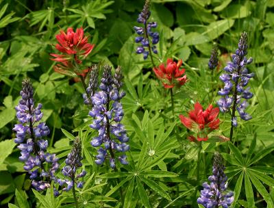 Lupines & Paintbrushes