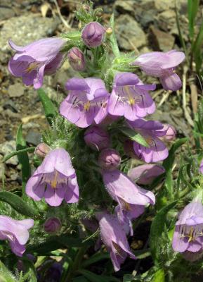 Hotrock Penstemon