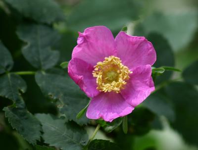 Wild Rose