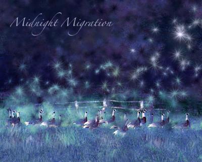 Midnight Migration