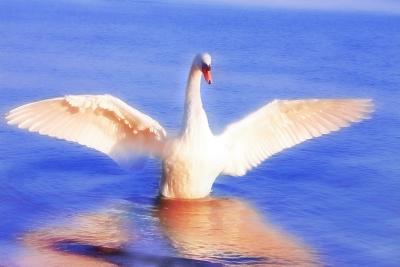 Swan