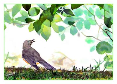 Robin