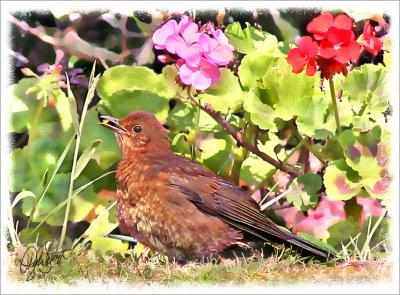 Thrush