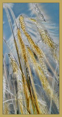 Grain on the Sky