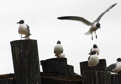 galveston-gulls.jpg