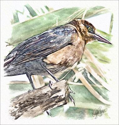 Texas Bird