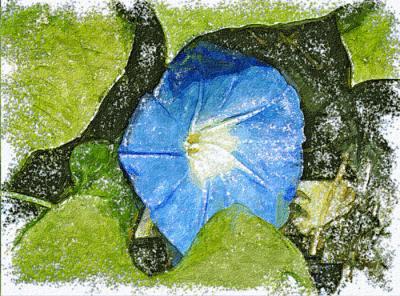 Morning Glory
