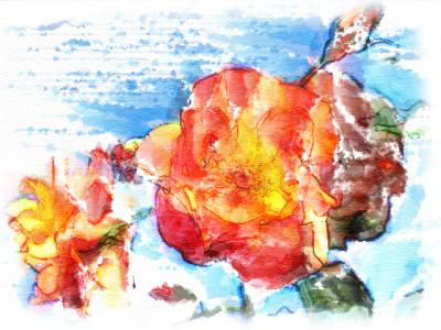 Roses