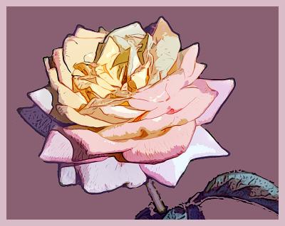 Peace Rose