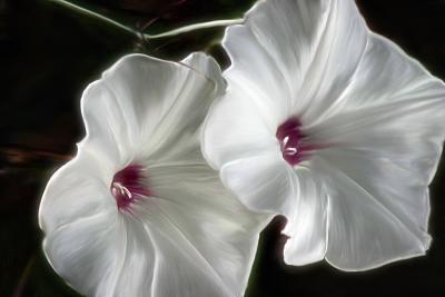 Morning Glories