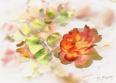 From Dori's Rose