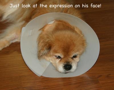 I have to wear this stupid cone cuz I had surgery.