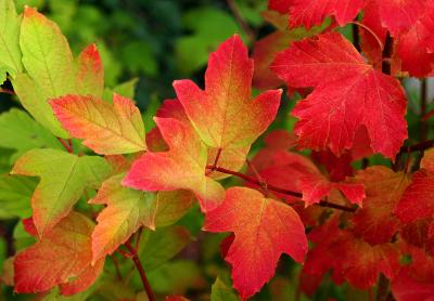 Cranberry Viburnum 1