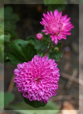v3/96/68796/3/51159409.mums.jpg