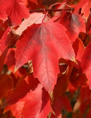 Red Maple Leaves