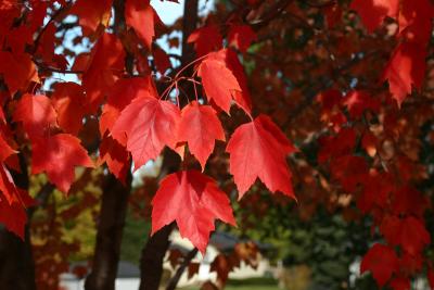 Red Maple