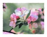 Apple Blossom Time