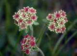 Buckwheat