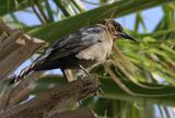 texas-bird.jpg