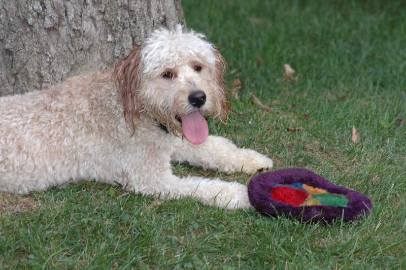 Stealing Theos toys again