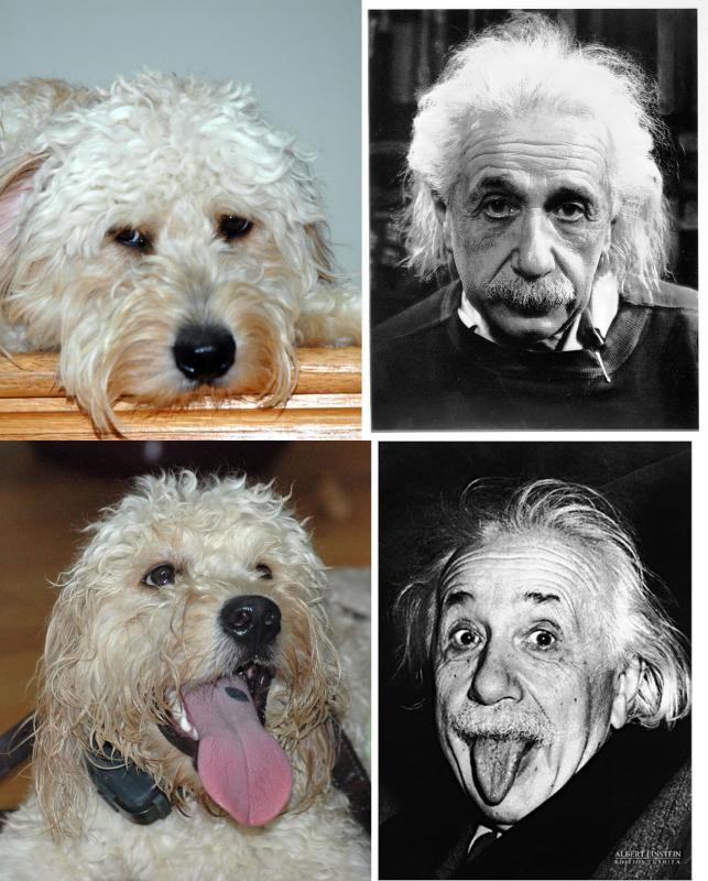 Kona is a very smart pup!