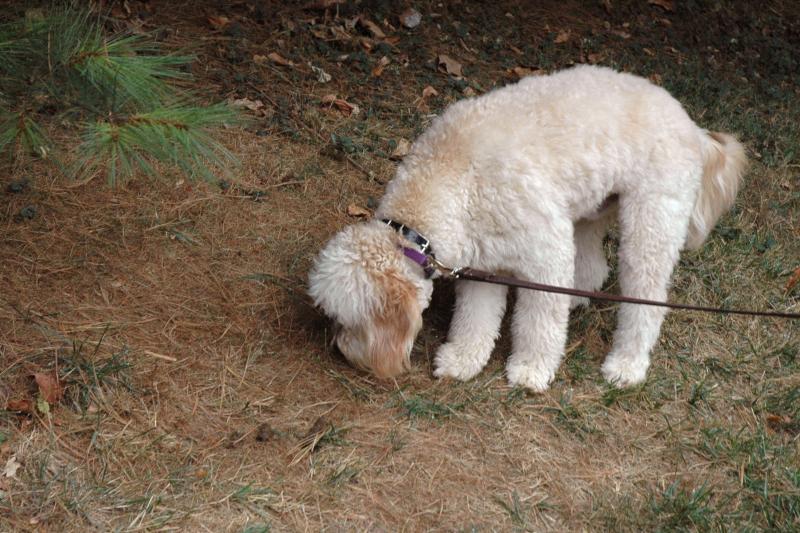 Reading the Canine Daily News