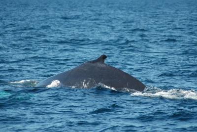 This is why they are called humpbacks