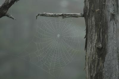 Spiderweb along the Skyline Trail