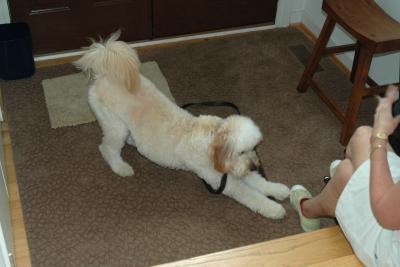 Kona's body language is saying I'm ready, let's play.