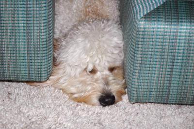 Kona finds the strangest places to sleep.
