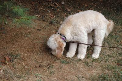 Reading the Canine Daily News
