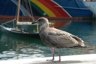 Fred the Friendly Seagull