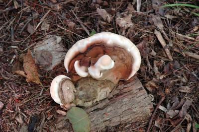Fungus in Hundred Acre Wood
