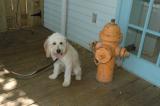 Kona meets hydrant...