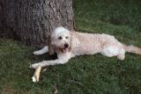 Having a good chew