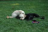Pooped out pals